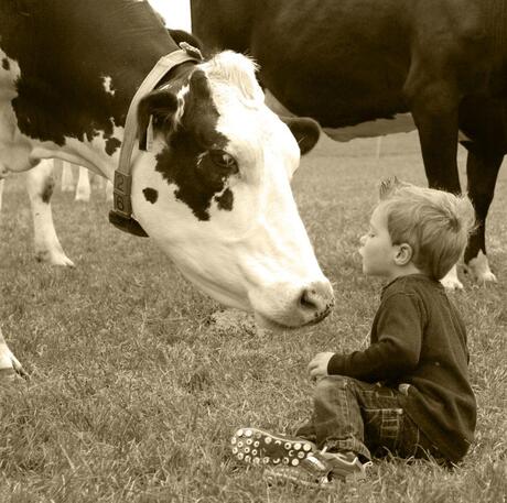 Kyan meets cow