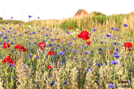 Veldbloemen op Texel.