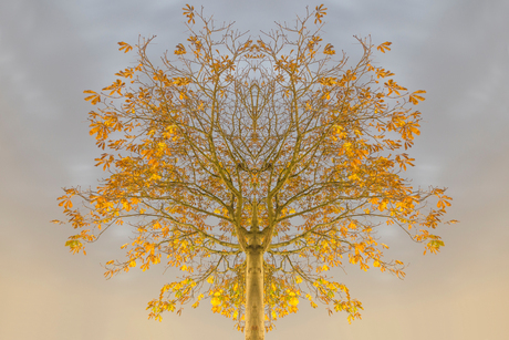 symmetric tree