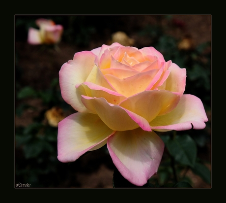 roze en geel