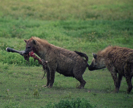 Hyena met zebrapoot