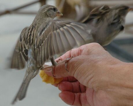 vogels 14 uniek moment