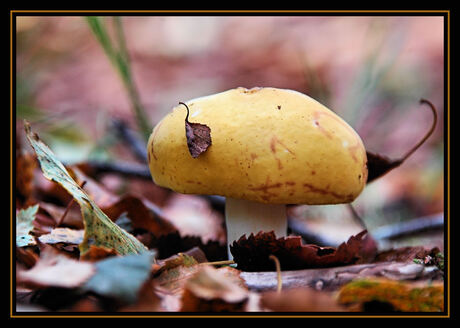 Herfst in aantocht