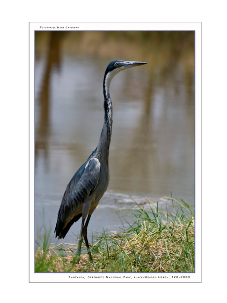 Black-Headed Heron IIII