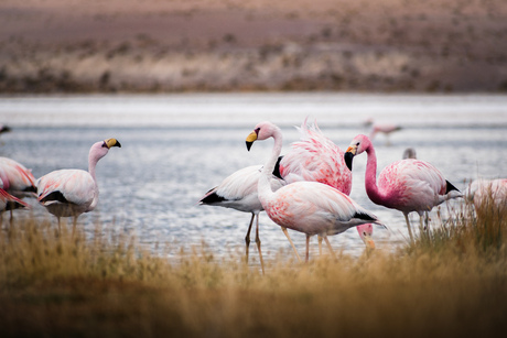 Flamingo's in Bolivia