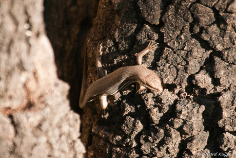 Southern rock agama (Agama atra)