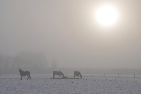 Misty Horses