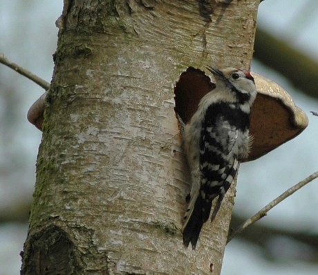 Kleine bonte specht