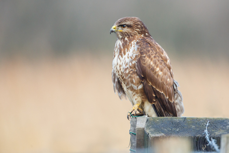 Buizerd