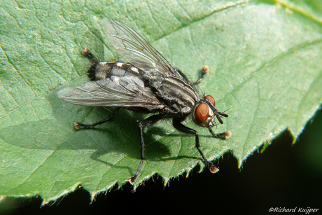 Grijze vleesvlieg (Sarcophaga carnaria)