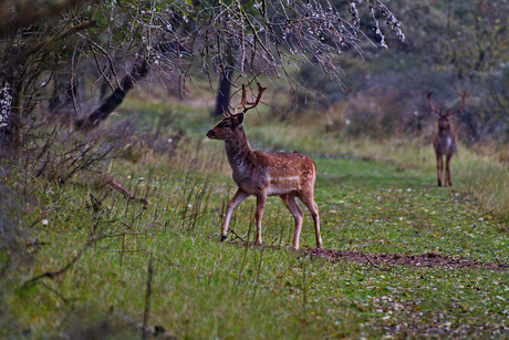 Herten in de duinen