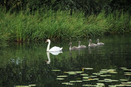 witte zwanen zwarte zwanen