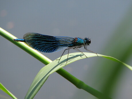 Blauwe Libelle