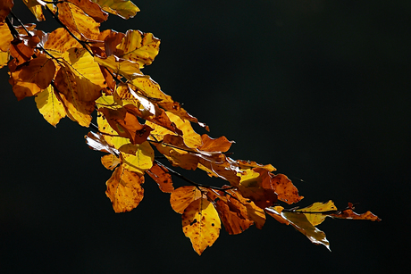 Herfstkleuren