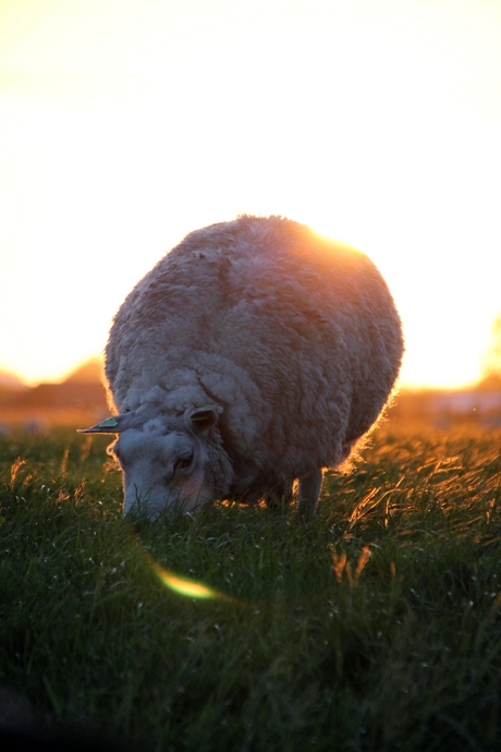 zonsverduistering door een schaap