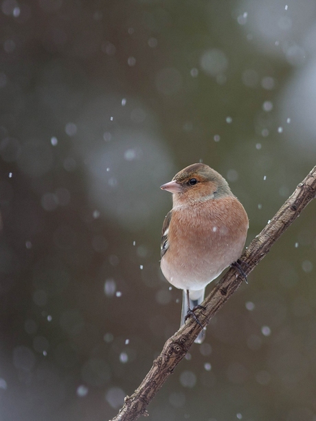 Vink.