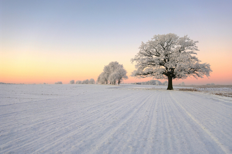 De wintereik