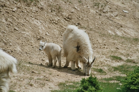 Mountain Goat