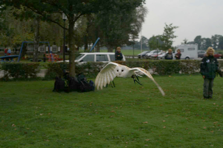 Uil in vlucht 1