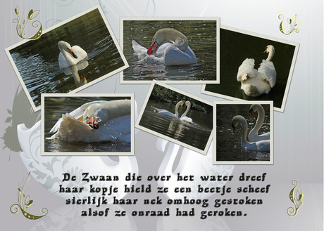 Collage zwaan.