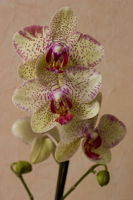 Orchidee