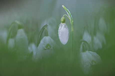 Snowdrops