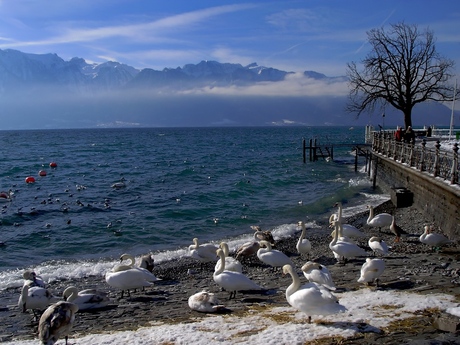 Zwanen bij Vevey