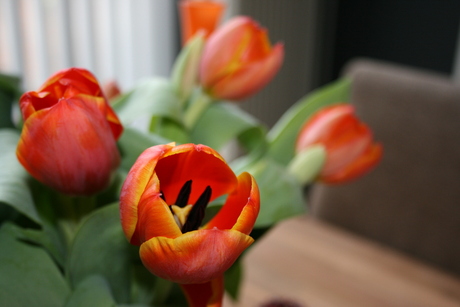 Tulpen