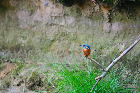 ijsvogel