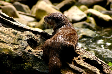 Otter