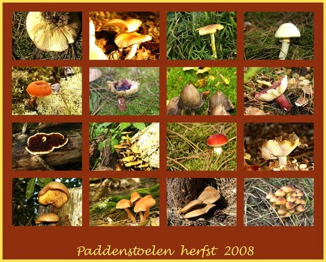 paddenstoelen collage 2