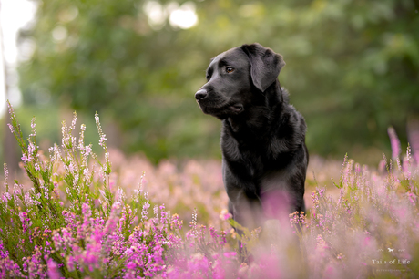 Black Beauty