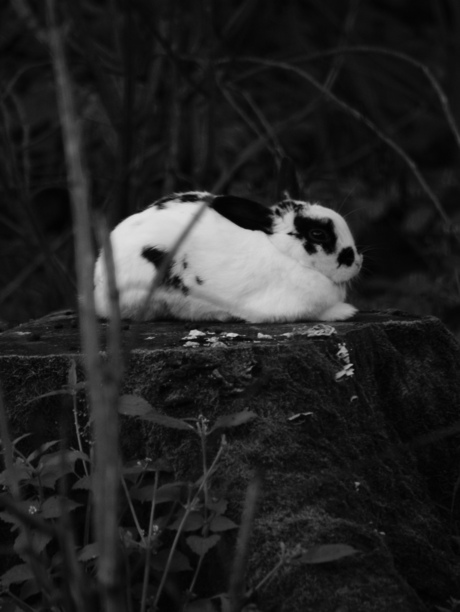 zwart witje het konijntje