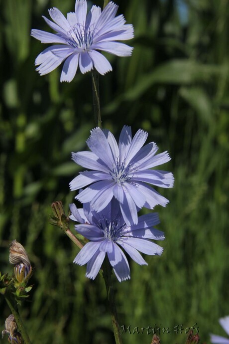 blauw bloemetje