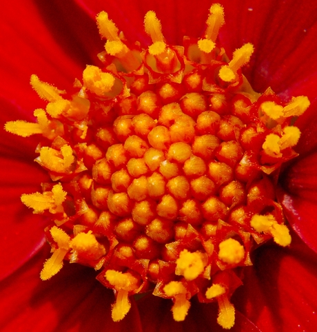 close-up dahlia