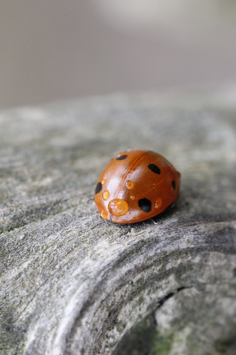 20120310_Macro Dieren Lieveheerbeestje_HCS0006.JPG