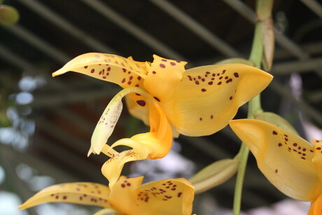 Fraaie orchidee, Stanhopea jenischiana