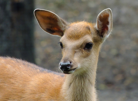 Kleine Bambi