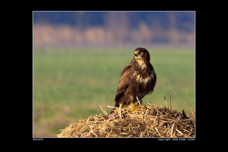 Buizerd