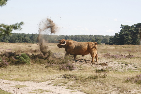 Stier neemt zanddouche