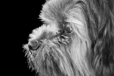 Lhasa Apso (3)