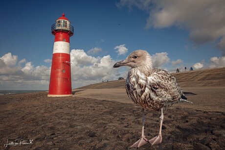 Westkapelle ,de vuurtoren