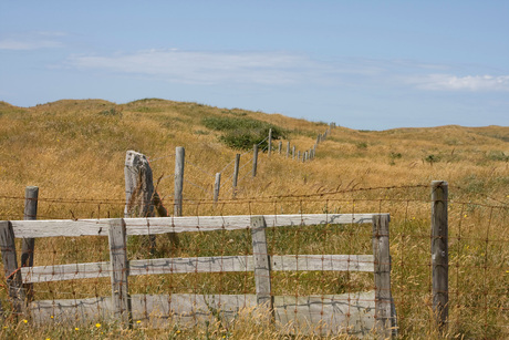 Texel