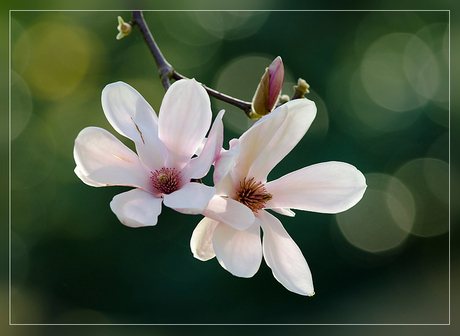 Magnolia