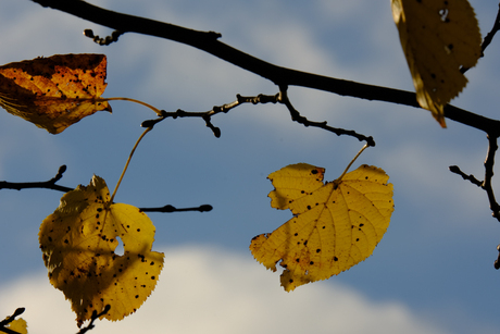 Herfst