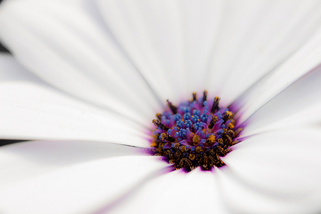 Osteospermum fruticosum