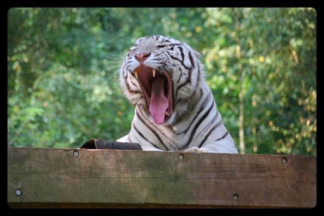 Ben zoooooooooo moe (2)