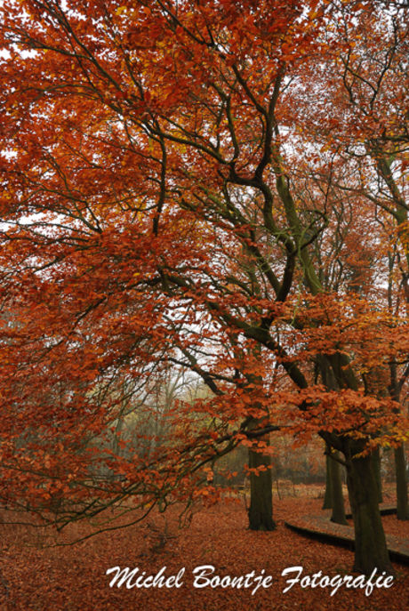 Herfstkleur