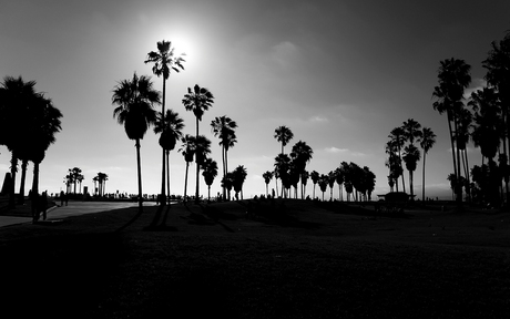 Palmbomen op Venice Beach LA.