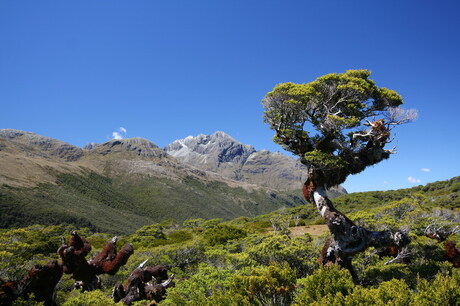 Lonely Tree